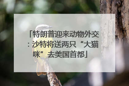 特朗普迎来动物外交：沙特将送两只“大猫咪”去美国首都