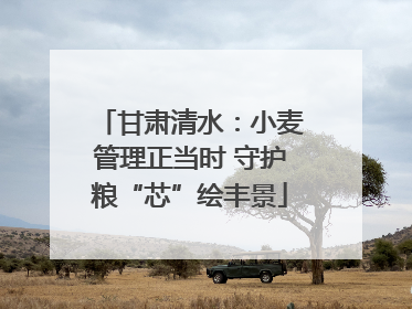 甘肃清水：小麦管理正当时 守护粮“芯”绘丰景