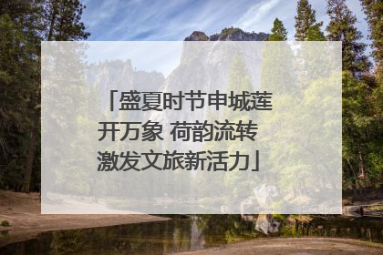 盛夏时节申城莲开万象 荷韵流转激发文旅新活力