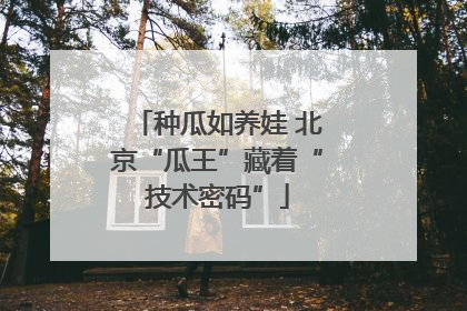 种瓜如养娃 北京“瓜王”藏着“技术密码”