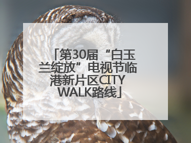 第30届“白玉兰绽放”电视节临港新片区CITY WALK路线