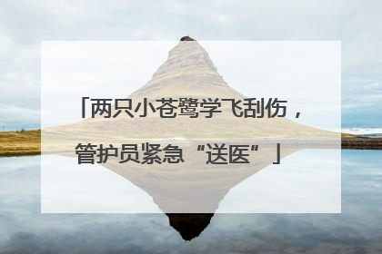 两只小苍鹭学飞刮伤，管护员紧急“送医”