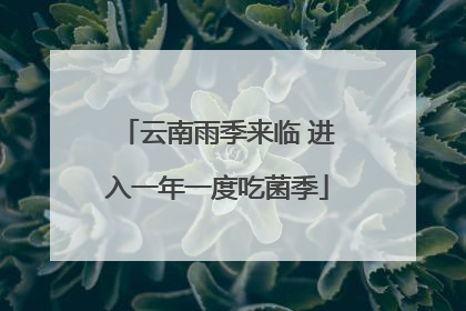 云南雨季来临 进入一年一度吃菌季