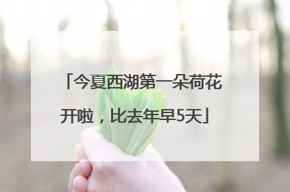今夏西湖第一朵荷花开啦，比去年早5天