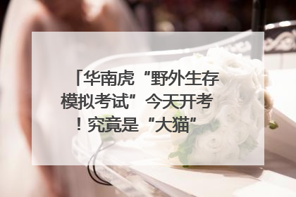 华南虎“野外生存模拟考试”今天开考！究竟是“大猫” 还是顶级猎食者？