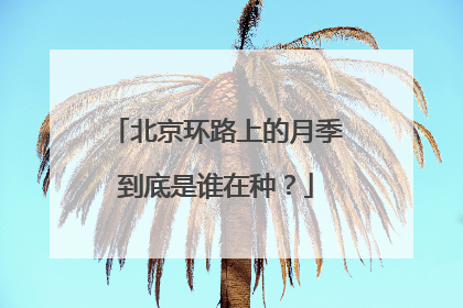 北京环路上的月季到底是谁在种？