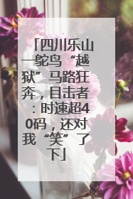 四川乐山一鸵鸟“越狱”马路狂奔，目击者：时速超40码，还对我“笑”了下