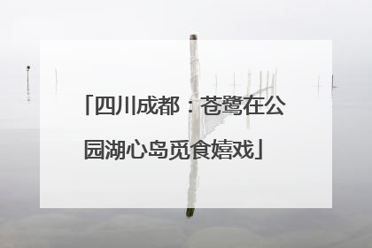 四川成都：苍鹭在公园湖心岛觅食嬉戏