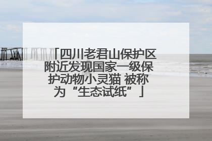 四川老君山保护区附近发现国家一级保护动物小灵猫 被称为“生态试纸”