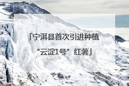 宁洱县首次引进种植“云淀1号”红薯