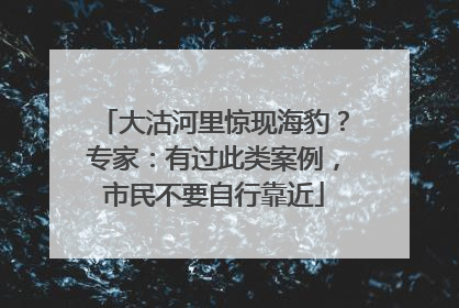 大沽河里惊现海豹？专家：有过此类案例，市民不要自行靠近