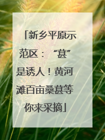 新乡平原示范区：“葚”是诱人！黄河滩百亩桑葚等你来采摘
