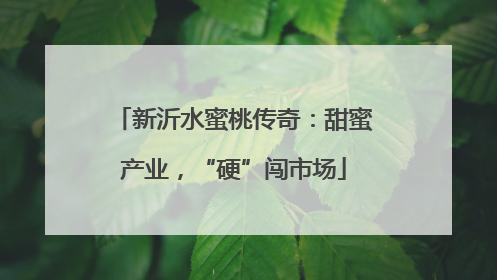 新沂水蜜桃传奇：甜蜜产业，“硬”闯市场