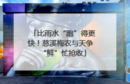 比雨水“跑”得更快！慈溪梅农与天争“鲜”忙抢收