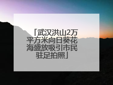 武汉洪山2万平方米向日葵花海盛放吸引市民驻足拍照