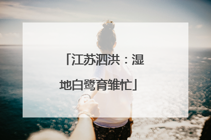 江苏泗洪：湿地白鹭育雏忙