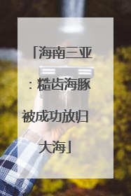 海南三亚：糙齿海豚被成功放归大海