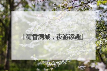 荷香满城，夜游添趣