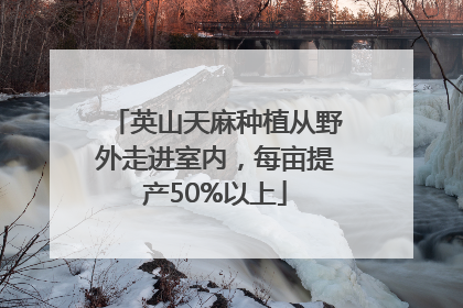 英山天麻种植从野外走进室内，每亩提产50%以上