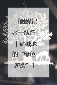 融媒记者一线行｜盐碱地的“绿色逆袭”