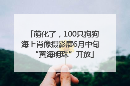 萌化了，100只狗狗海上肖像摄影展6月中旬“黄海明珠”开放