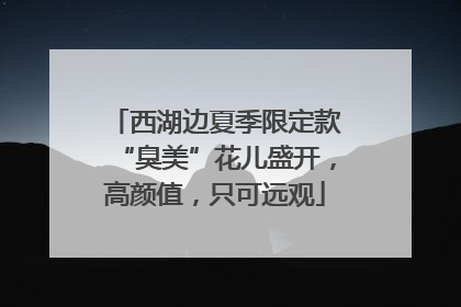 西湖边夏季限定款“臭美”花儿盛开，高颜值，只可远观