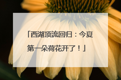 西湖顶流回归：今夏第一朵荷花开了！