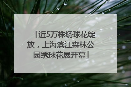 近5万株绣球花绽放，上海滨江森林公园绣球花展开幕