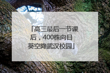 高三最后一节课后，400株向日葵空降武汉校园