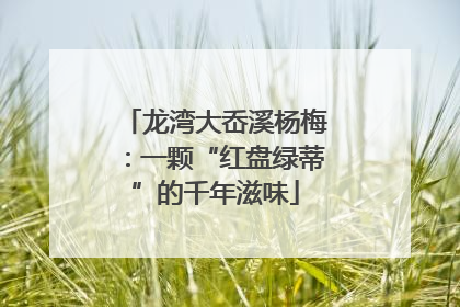 龙湾大岙溪杨梅：一颗“红盘绿蒂”的千年滋味