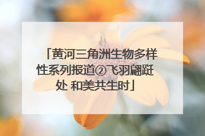 黄河三角洲生物多样性系列报道②飞羽翩跹处 和美共生时