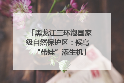 黑龙江三环泡国家级自然保护区：候鸟“带娃”添生机